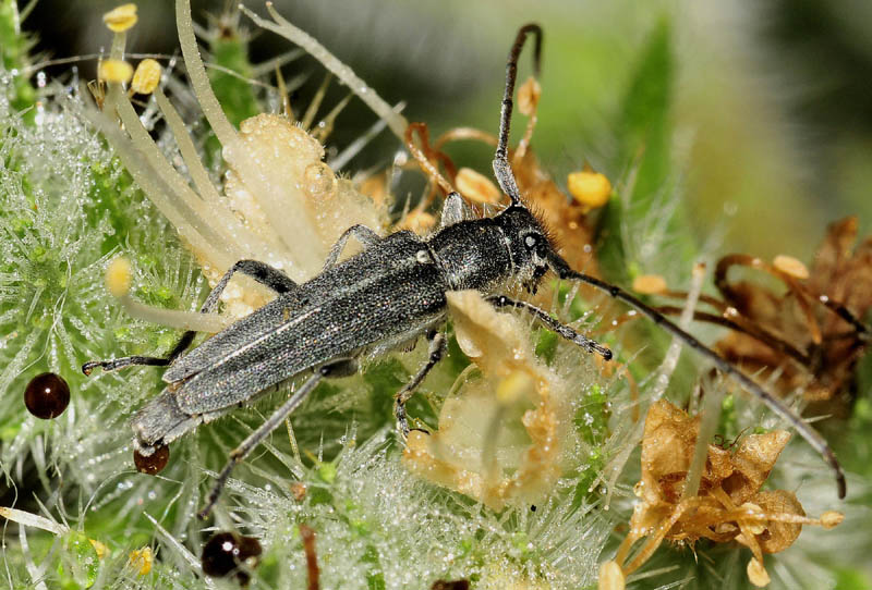 Cerambycidae: Opsilia coerulescens e Calamobius filum